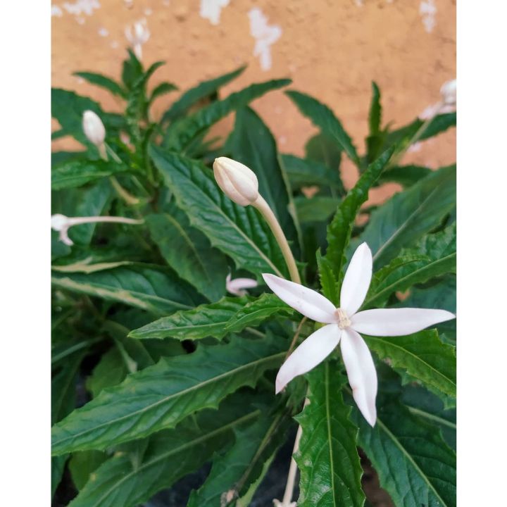 Pirog kabi porno mushuk