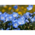 Sindo - Baby Blue Flower Sm Live Plant IWOUYYG9G3. 