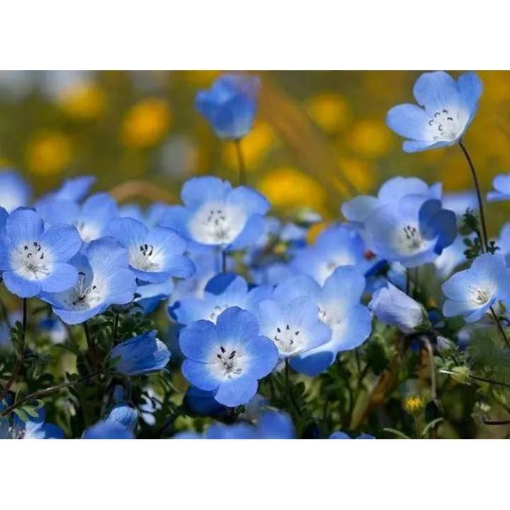 Sindo%20-%20Baby%20Blue%20Flower%20Sm%20Live%20Plant%20IWOUYYG9G3%20-%20Image%202
