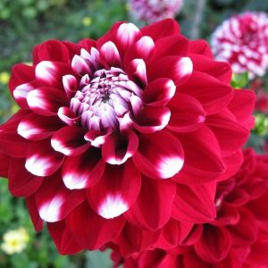 เมล็ดพันธุ์ ดอกรักเร่ คละสี จำนวน 40 เมล็ด ราคา 19 บาท สินค้าคุณภาพดีพร้อมจัดส่ง มีเก็บเงินปลายทาง เมล็ดพันธุ์ดอกไม้ รักเร่