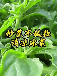 Crystal Ice Grass Seeds Balcony Vegetable Seeds Collection All Seasons Potted Seedlings Autumn Winter Planting Green Vegetable Seeds