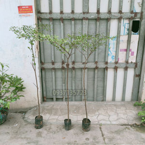 [HCM]cây bàng đài loan cao từ 70-90 cm ( combo 3 cây )