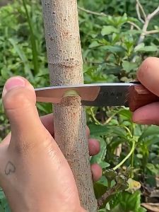 200m*3cm Tree Grafting Tape - Plastic Wrap for Branch & Bud Grafting Gardening Equipment
