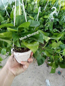 chậu treoTrầu bà Thái Xanh-Vườn Minh Khương