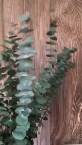 Dried Eucalyptus Shower Bundle Set Ten Stems Natural Aromatherapy Scent Wedding Home Decor