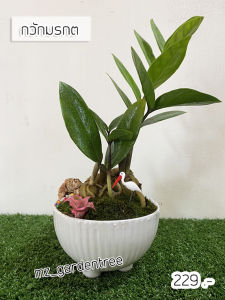 ต้นไม้จริง🎍🎍สวนถาด กวักมรกต🎍🎍 **ต้นไม้คัดฟอร์มสวยทุกต้น