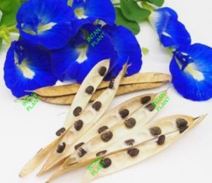 BENIH BUNGA TELANG (50 BIJI PER PACK) / 50 PCS BLUE PEA ( BLUEBELLVINE ) SEEDS