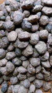 500 gram hạt giống cây sấu