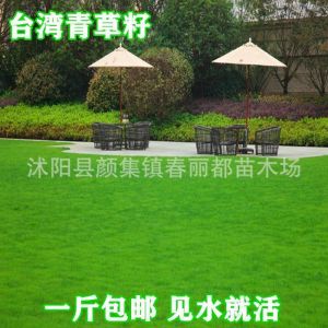 (爆款种子)草坪种子台湾2号细叶结缕草低矮生四季青草种台湾草草籽绿化草籽
