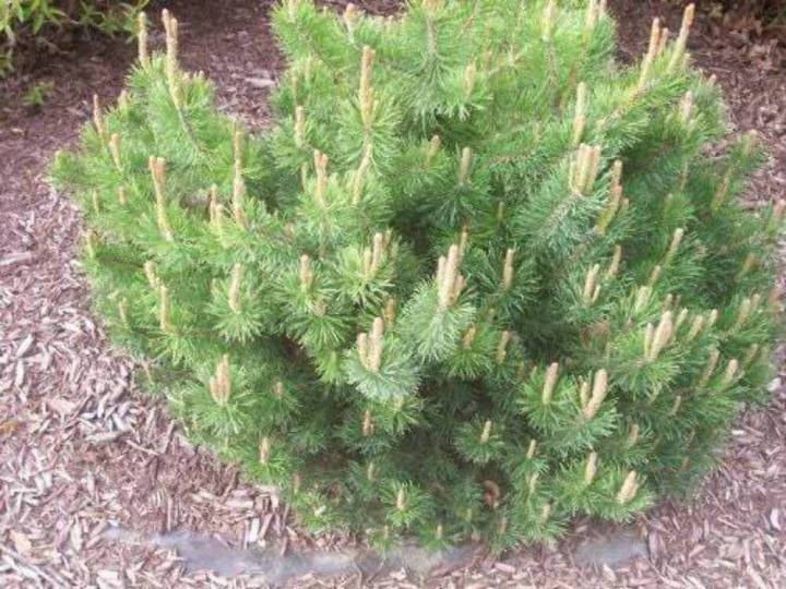 MUGO PINE Dwarf Evergreen Pinus Pumilio Shrub Seeds | Lazada PH