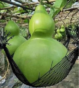 Hạt Giống Bầu Hồ Lô Khổng Lồ - Gói 5 Hạt