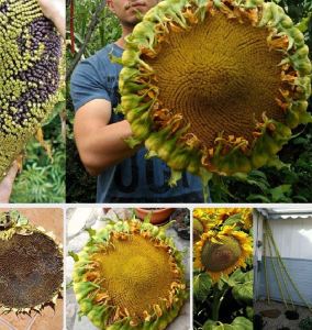 Hạt giống hoa hướng dương lấy hạt(bông to siêu hạt)gói 30 hạt