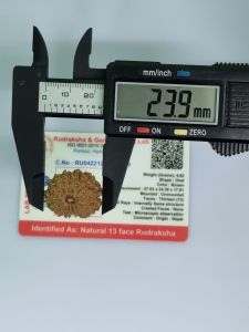 Original Rudraksha 13 Mukhi ( 13 Faces/ 13 Mugam) Rudraksha Bead With Lab Certificate