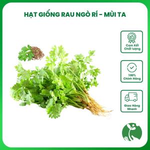 Hạt giống rau Ngò Rí (Mùi ta) gói 2gr Trồng quanh năm