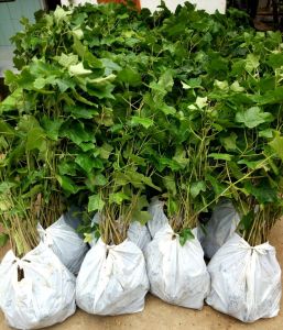 Bibit Tanaman Pohon Kemiri Sayur TERMURAH