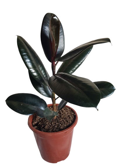 images pothos plant Real Touch Pothos Plant | Realistic Fake Hanging Plants