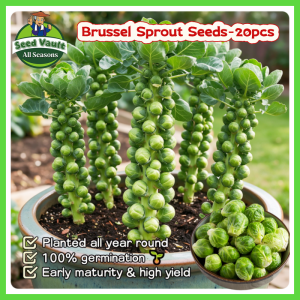 Fast Growing 20pcs Fresh Organic Brussel Sprout Seeds for Planting Vegetables High Yield Mini Brassica Oleracea Seeds for Sale Bonsai Brussels Sprouts Vegetables Seeds for Gardening Brussels Sprouts Seedlings Balcony Microgreens Seeds Veggie Live Plants