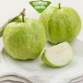 Cây Giống Ổi Nữ Hoàng - cây ăn quả. 