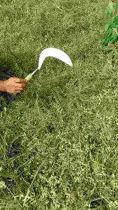 Sabit Pande JawaRumput Padi Ranting Pohon Bahan Baja Per Tebal Ukuran Besar Serbaguna