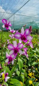 HOA LAN SAO THIÊN VƯƠNG