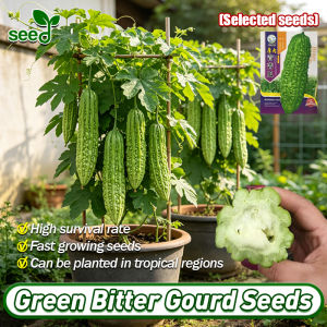 [Selected Seeds]100% Original Green Bitter Gourd Ampalaya Seeds for Planting Vegetables (10pcs/pack) High Yield Momordica charantia Long Bitter Gourd Seeds Balsam Pear Veggie Seeds Organic Vegetable Seeds for Gardening Balcony Potted Live Vegetable Plants