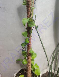 Coco Pole Plant Supports: Monstera & Pothos Creeping Plant Solutions