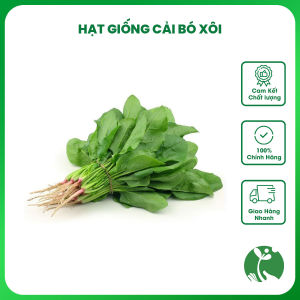 Hạt giống rau Cải Bó Xôi (Rau chân vịt Rau bina) - Gói 10gr - Trồng quanh năm