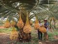 ANAK POKOK KURMA KUNING. 