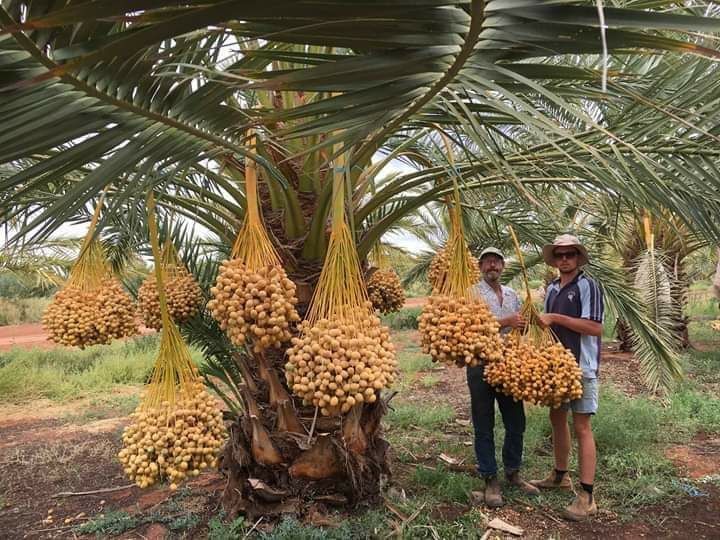 ANAK%20POKOK%20KURMA%20KUNING%20-%20Image%206