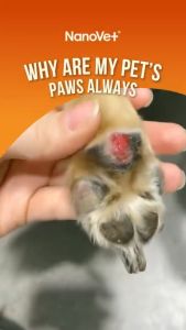 Nanovet® Pet Paw and Nose Cream for Cat and Dog (50gm)