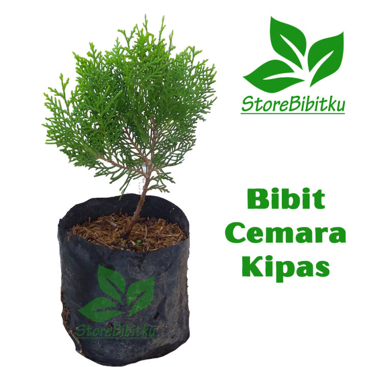 Bibit Tanaman Hias Pohon Cemara Kipas Original Siap Cod | Lazada Indonesia