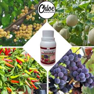 Pupuk Booster 88 Pelebat dan Pemaksa Tanaman Berbuah Lebat 100ml
