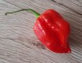 komodo dragon chili chilli pepper plant seeds. 