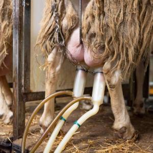 ปั๊มสุญญากาศสำหรับสแตนเลสแกะและวัวเครื่องรีดนมวัวแบบแกะแพะเครื่องปั๊มน้ำนมด้วยมือ