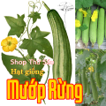 Hạt giống Mướp Rừng- Mướp đất( gói 30 hạt). Tỷ lệ nẩy mầm cao. Sai trái, không bị ruồi vàng đục quả, thơm ngon bổ dưỡng, giải nhiệt cơ thể.... 