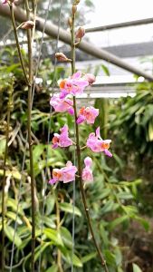 เอื้องม้าวิ่ง🌼ในตะกร้า 3.5 นิ้ว มีประมาณ 1-2 ลำต้น กล้วยไม้ป่า ออกดอกเดือนเมษายน-พฤษภาคม/พฤกษา14กล้วยไม้ป่า