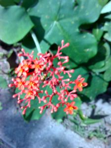 MM - Buddha Belly (Jatropha podagrica) live plant sappling