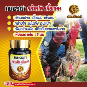 สร้างกล้ามเนื้อ ไก่สุขภาพแข็งแรงสมบูรณ์ เพิ่มกล้ามเนื้อ เพื่อเก็บสะสมพลังงาน เพชรดำกล้ามโต 1 กระปุก เนื้อแน่น ทุบหนัก (สูตรเลี้ยงตี ฟื้นฟูร่างกาย)