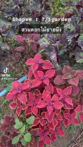 กิ่งฤาษีผสมตัดสด 10 แถม 1 รบกวนสั่งขั้นต่ำ 3 กิ่งจ้า