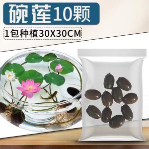 Water Grass Seeds - Japanese Pearl Grass 水草种子-日本珍珠草 Fish Tank Scenery Lazy Hydroponic Plant  鱼缸造景 懒人水培植物  (Oxygenation Purification Water Quality)