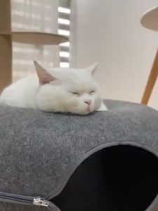 【High Quality】Cat Tunnel Playground Donut Cat Tunnel Bed Rabbit Tunnel Cat Tunnel Toy tempat tidur kucing 隧道 猫窝
