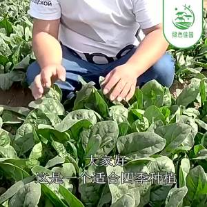 Large-leaf spinach is easy to turn purple in all seasons red spinach is heat and cold resistant and is a suitable potted garden vegetable