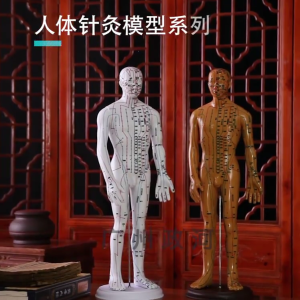 Professional Acupuncture Model 20.47In Human Acupuncture Model with Acupoints Meridians Point for Acupuncture Practice