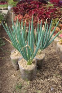 COD Bibit daun bawang jumbo hidup siap tanam benih unggul tanaman sayuran organik