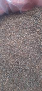 Hạt gáo giống (hạt giống cây thiên ngân) trồng rừng lấy gỗ