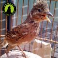HW LARK PREMIUM PAKAN VOER PUR BURUNG BRANJANGAN INSECT BLEND WITH VEGETABLES PREMIUM HW PBIBKHW2. 