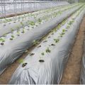 【Ready Stock】0.6M 0.8M 1M 1.2M Width Silvershine Roll Bumi Fertigasi Tanaman Plastik Anti Rumput Penutup Batas Silver shine. 