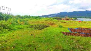 Daun Ketapang laut kering olah