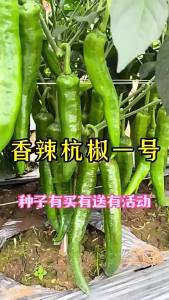 Hangzhou Pepper No. 1 Chili   Spicy Thin Chili Peppers Mildly Spicy Pointed Peppers Vegetables   Suitable for both balcony and garden planting