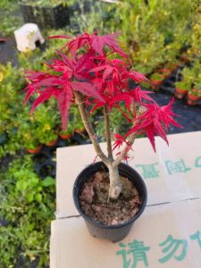 1 CHẬU PHONG LÁ ĐỎ ẢNH THẬT HÀNG VIP